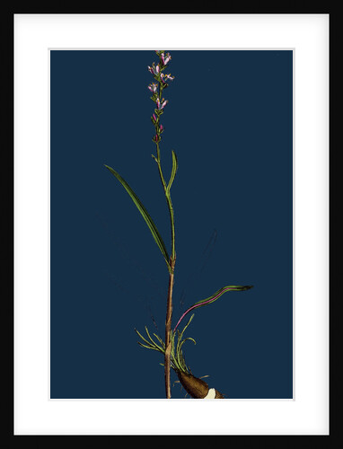 Polygonum Viviparum; Viviparous Bistort by Anonymous