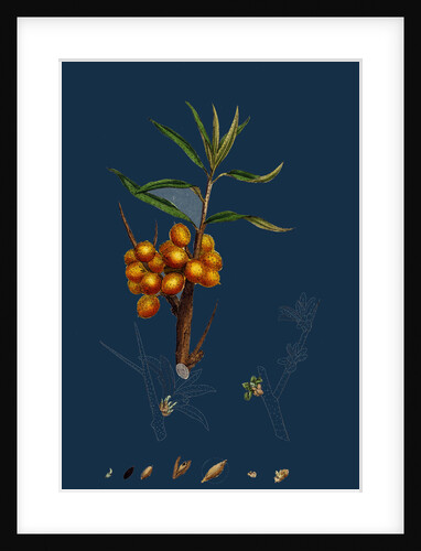 Hippophyae Rhamnoides; Sea Buckthorn by Anonymous