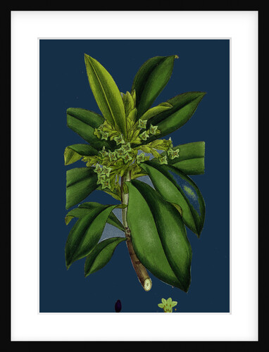 Daphne Laureola; Spurge Laurel by Anonymous