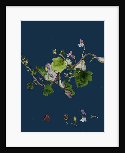 Linaria Cymbalaria; Ivy-Leaved Toadflax by Anonymous