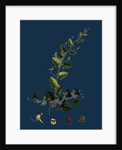 Linaria Elatine; Sharp-Leaved Fluellin by Anonymous