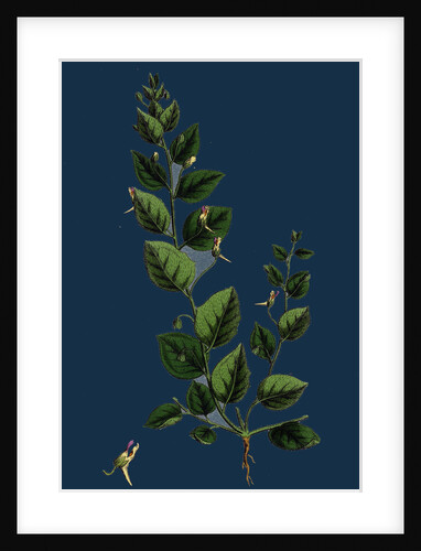 Linaria Spuria; Round-Leaved Fuellin by Anonymous