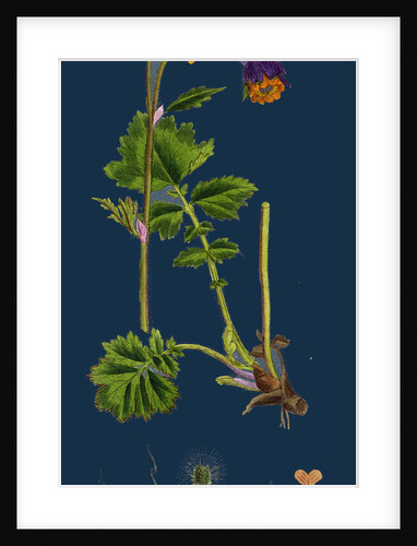 Geum Rivale; Water Avens by Anonymous