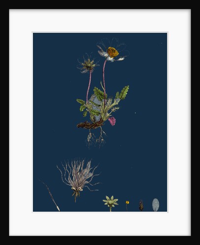 Dryas Octopetala; Mountain Avens by Anonymous