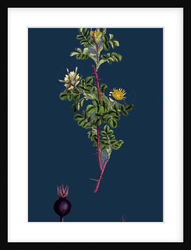 Rosa Spinosissima; Common Burnet-Rose by Anonymous