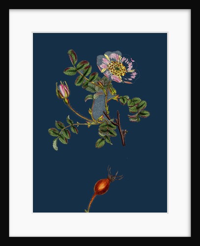 Rosa Rubella; Red Fruited Burnet-Rose by Anonymous