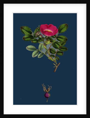 Rosa Mollissima; Soft-Leaved Rose by Anonymous