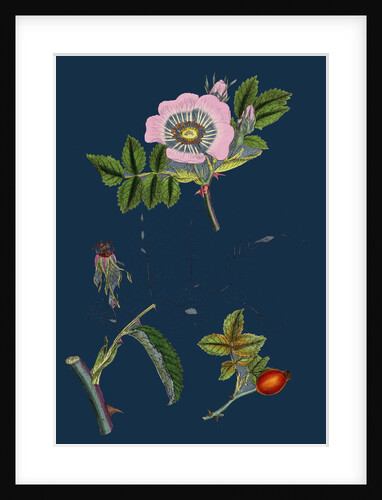 Rosa Canina; Common Dog-Rose by Anonymous