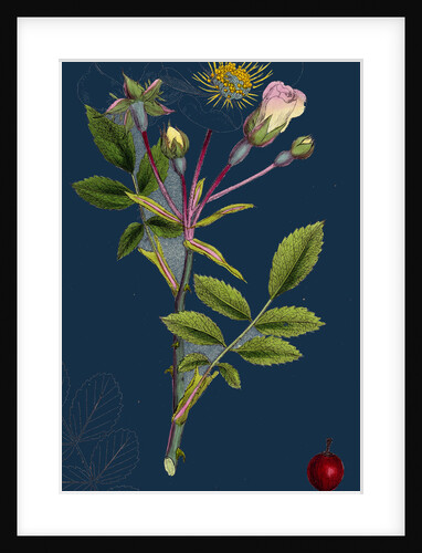 Rosa Arvensis; White-Flowered Trailing Rose by Anonymous