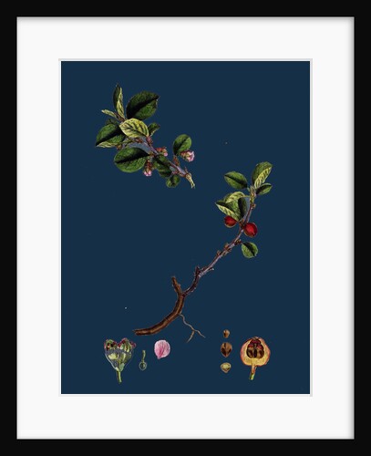 Cotoneaster Vulgaris; Common Cotoneaster by Anonymous