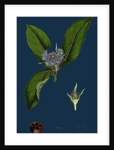 Mespilus Germanica; Wild Medlar by Anonymous