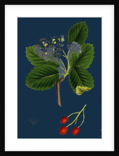 Pyrus Eu-Aria; Common White-Beam by Anonymous