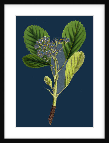 Pyrus Rupicola; Rock White-Beam by Anonymous