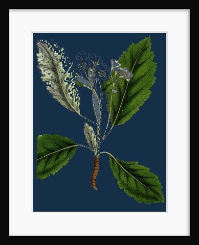 Pyrus Scandica; Lobed-Leaved White-Beam by Anonymous