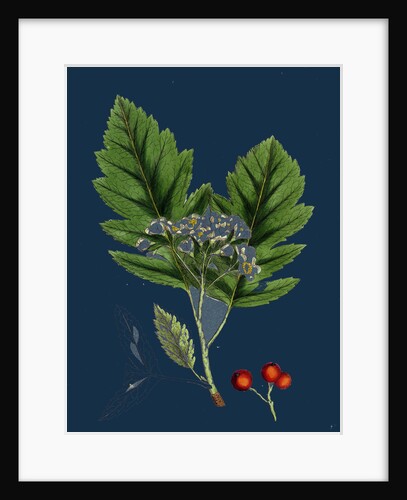 Pyrus Fennica; Bastard Mountain-Ash by Anonymous