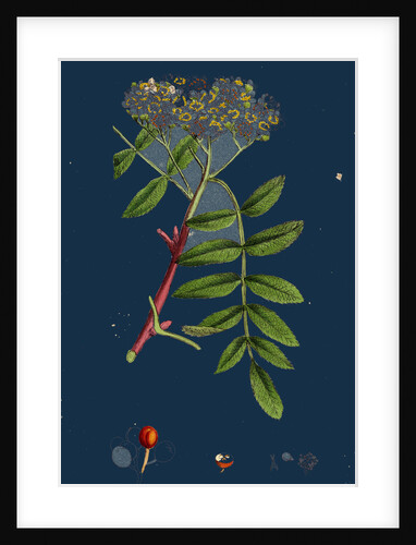 Pyrus Aucuparia; Mountain-Ash by Anonymous