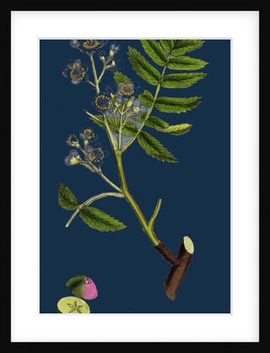 Pyrus Domestica; Service-Tree by Anonymous