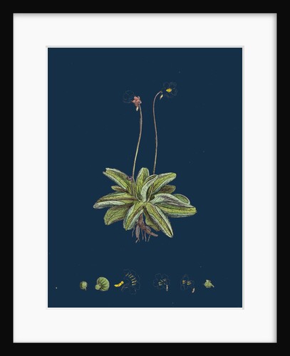 Pinguicula Lusitanica; Pale Butterwort by Anonymous