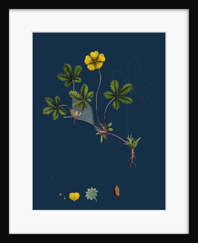 Potentilla Reptans; Creeping Cinquefoil by Anonymous