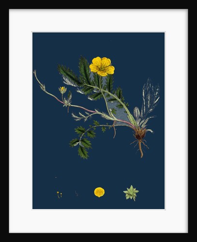 Potentilla Anserina; Silver-Weed by Anonymous