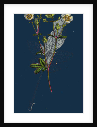 Potentilla Rupestris; Strawberry-Flowered Cinquefoil by Anonymous