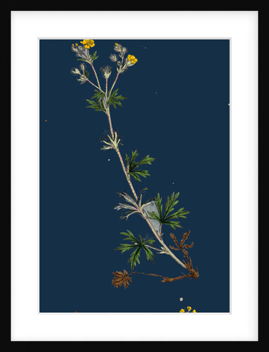 Potentilla Argentea; Hoary Cinquefoil by Anonymous