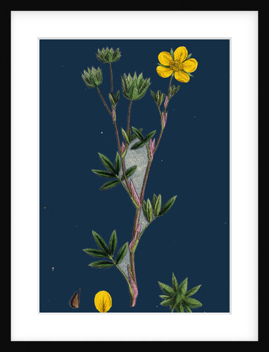 Potentilla Fruticosa; Shrubby Cinquefoil by Anonymous