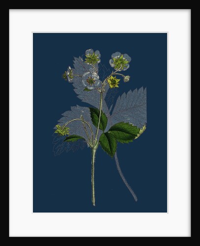 Fragaria Elatior; Hautbois Strawberry by Anonymous