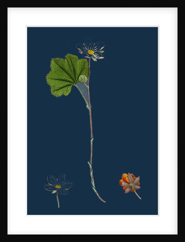 Rubus Chamaemorus; Cloudberry by Anonymous