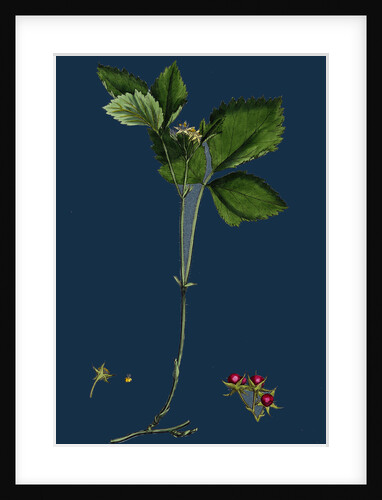 Rubus Saxatilis; Stone Bramble by Anonymous