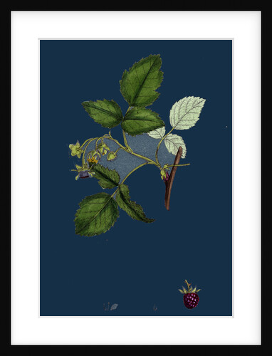 Rubus Idaeus; Raspberry by Anonymous