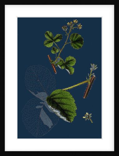 Rubus Leesii; Lees' Raspberry by Anonymous