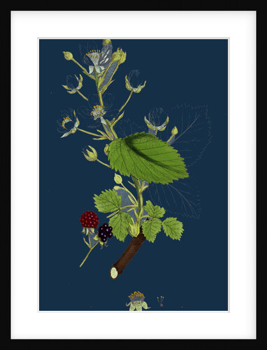 Rubus Suberectus; Suberect Bramble by Anonymous