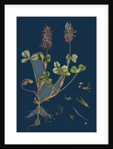 Trifolium Molinerii; Balbi's Trefoil by Anonymous