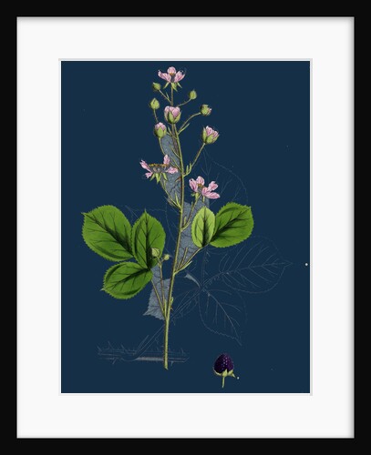 Rubus Mucronulatus; Cuspidate-Leaved Bramble by Anonymous