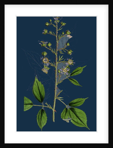 Rubus Radula; File-Stemmed Bramble by Anonymous