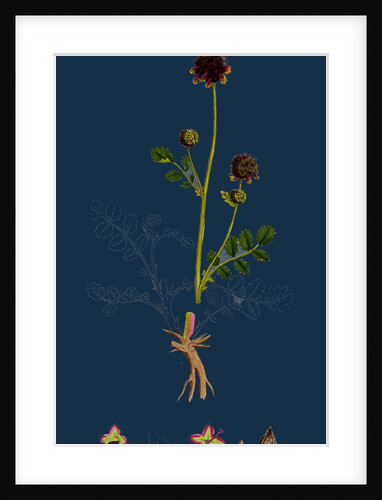 Poterium Sanguisorba; Common Salad Burnet by Anonymous