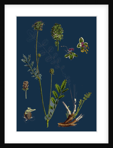 Poterium Muricatum; Muricated Salad Burnet by Anonymous