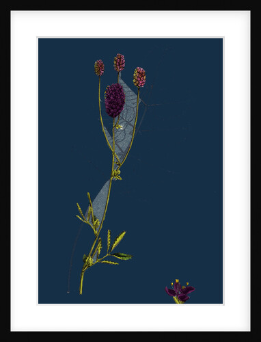 Sanguisorba Officinalis; Great Burnet by Anonymous