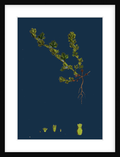 Alchemilla Arvensis; Parsley-Piert by Anonymous