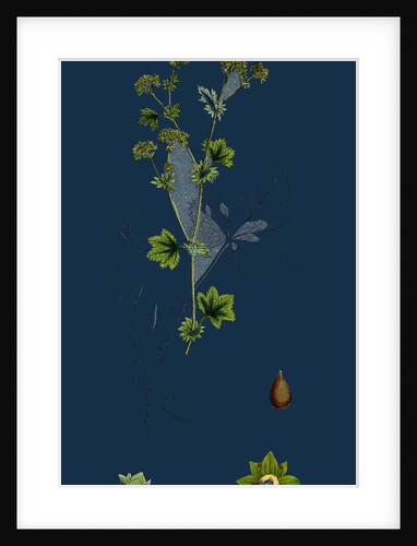 Alchemilla Vulgaris; Common Lady's-Mantle by Anonymous