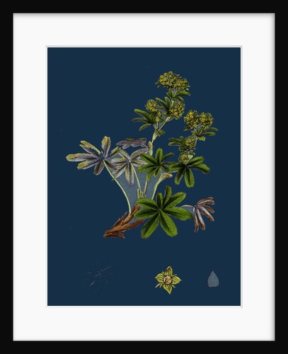 Alchemilla Conjuncta; Silvery Lady's-Mantle by Anonymous