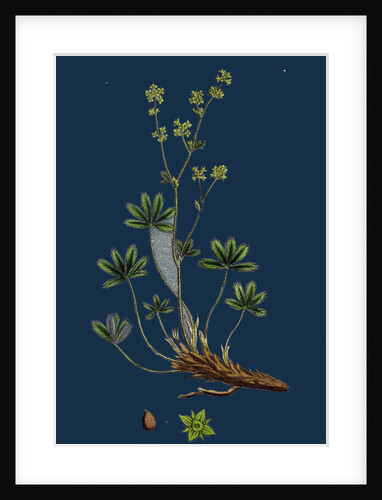 Alchemilla Alpina; Alpine Lady's-Mantle by Anonymous