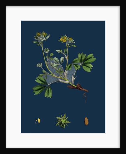 Potentilla Sibbaldia; Procumbent Sibbaldia by Anonymous