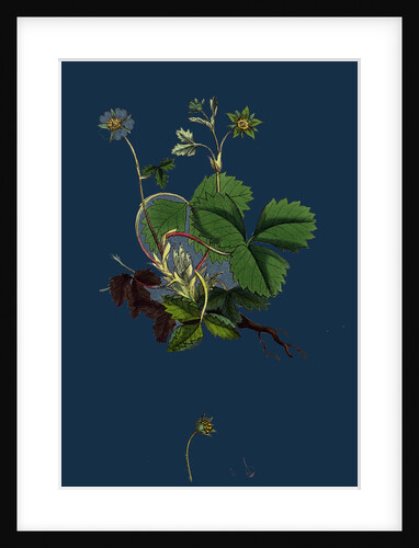 Potentilla Fragariastrum; Barren Strawberry by Anonymous
