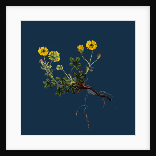 Potentilla Verna; Spring Cinquefoil by Anonymous