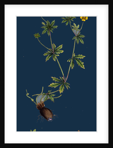 Potentilla Eu-Tormentilla; Common Tormentil by Anonymous