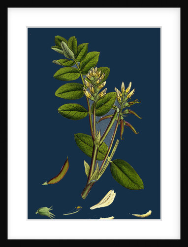 Astragalus Glycyphyllus; Sweet Milk-Vetch by Anonymous