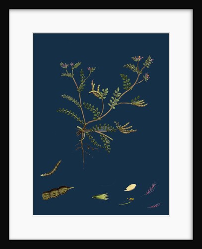 Ornithopus Perpusillus; Least Bird's-Foot by Anonymous