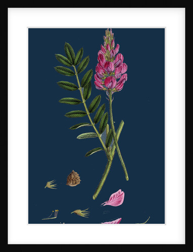 Onobrychis Sativa; Saintfoin by Anonymous